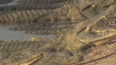 Photo of Israelul a ucis sute de crocodili, de teama că ar putea fi folosiți într-un atac terorist