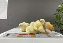 Photo of Ghid complet de alegere a unui incubator de ouă performant