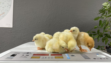 Photo of Ghid complet de alegere a unui incubator de ouă performant