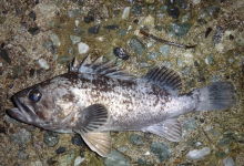 Photo of „Seamănă cu o scorpie”. Un prădător din Coreea a invadat Marea Neagră