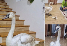 Photo of foto, video | Vizită neașteptată: O lebădă a intrat într-o casă din Soroca pentru refugiu, apoi s-a întors din nou