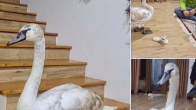 Photo of foto, video | Vizită neașteptată: O lebădă a intrat într-o casă din Soroca pentru refugiu, apoi s-a întors din nou