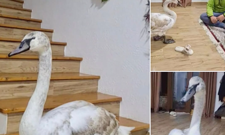 Photo of foto, video | Vizită neașteptată: O lebădă a intrat într-o casă din Soroca pentru refugiu, apoi s-a întors din nou