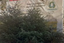 Photo of Primăria Chișinău: brazii de sărbători nu se aruncă în containerele menajere. Cum se colectează corect
