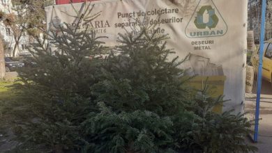 Photo of Primăria Chișinău: brazii de sărbători nu se aruncă în containerele menajere. Cum se colectează corect