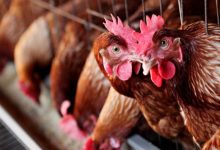 Photo of 110 mii de păsări au fost nimicite după depistarea unei substanțe interzise în ferme