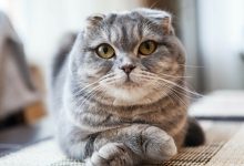 Photo of Două rase populare de pisici au fost interzise într-o țară europeană de la 1 ianuarie