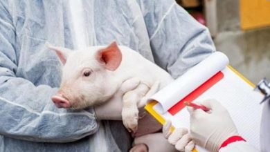 Photo of ANSA cere ajutorul populației: Oferă 50 de euro recompensă pentru raportarea cadavrelor de mistreți