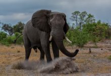 Photo of „O situație fără precedent”: Un elefant a vânat și a omorât peste 20 de oameni în câteva zile. Autoritățile încă nu au reușit să-l captureze