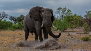 Photo of „O situație fără precedent”: Un elefant a vânat și a omorât peste 20 de oameni în câteva zile. Autoritățile încă nu au reușit să-l captureze