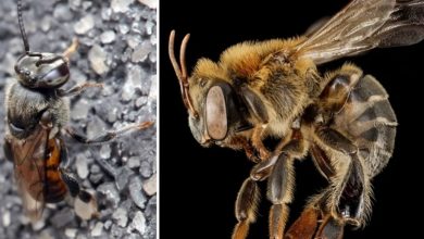 Photo of Primele insecte din lume, recunoscute oficial ca persoane juridice