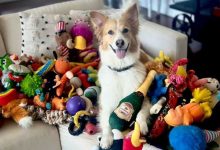 Photo of Studiu: Anumiți câini pot să învețe cuvinte ascultând conversațiile oamenilor