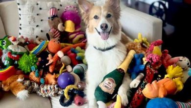Photo of Studiu: Anumiți câini pot să învețe cuvinte ascultând conversațiile oamenilor
