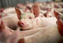 Photo of ANSA avertizează: Nu aduceți carne de porc din țările vecine. Produsele vor fi confiscate