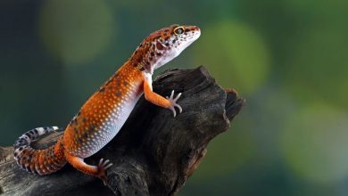 Photo of Un australian a trimis ani de zile sute de reptile în pungi de popcorn, în România și alte țări