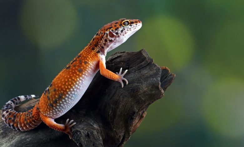 Photo of Un australian a trimis ani de zile sute de reptile în pungi de popcorn, în România și alte țări