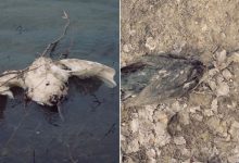 Photo of foto | Păsări moarte, observate pe malul Nistrului. Ce spune Ministerul Mediului