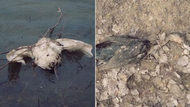 Photo of foto | Păsări moarte, observate pe malul Nistrului. Ce spune Ministerul Mediului