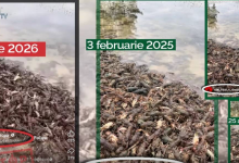 Photo of Fake despre Nistru: Țîrdea afirmă că racii „fug” din cauza petrolului