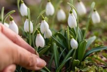 Photo of Amenzi de până la 50.000 de euro pentru cei care culeg ghiocei, în Germania