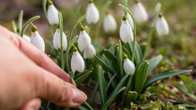 Photo of Amenzi de până la 50.000 de euro pentru cei care culeg ghiocei, în Germania