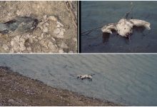 Photo of Cauza morții păsărilor găsite în localitatea Pohrebea a fost stabilită