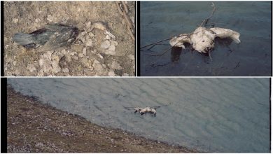 Photo of Cauza morții păsărilor găsite în localitatea Pohrebea a fost stabilită