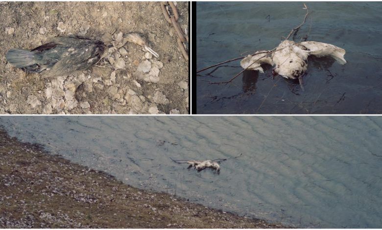 Photo of Cauza morții păsărilor găsite în localitatea Pohrebea a fost stabilită