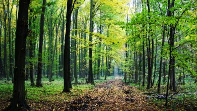 Photo of video | Statul reorganizează Moldsilva: Va exista o singură întreprindere națională și salarii mai mari