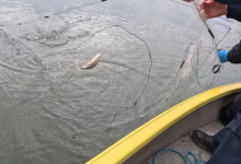 Photo of video | 2,5 tone de pește, eliberate în Prut. Ministrul Mediului: „Popularea cu pește va deveni o tradiție anuală”