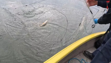 Photo of video | 2,5 tone de pește, eliberate în Prut. Ministrul Mediului: „Popularea cu pește va deveni o tradiție anuală”