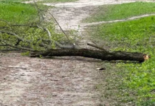 Photo of Tragedie în Chișinău: Un bărbat a murit după ce un copac a căzut peste el în parc