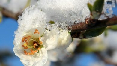 Photo of Temperaturi de până la –3°C: Risc de pierderi în agricultură