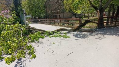 Photo of Anchetă internă la Grădina Zoologică: În ce stare se află copilul peste care s-a prăbușit un copac