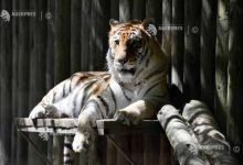 Photo of Rusia: Un tigru a sărit din arenă în rândurile spectatorilor în timpul unui spectacol de circ