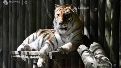 Photo of Rusia: Un tigru a sărit din arenă în rândurile spectatorilor în timpul unui spectacol de circ