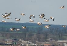 Photo of video | Un stol impresionant de pelicani comuni și-a făcut apariția în sudul R. Moldova