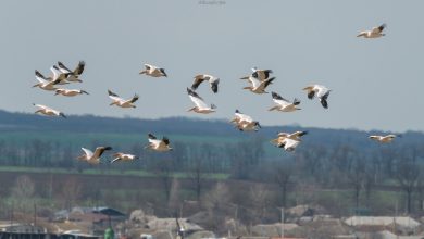 Photo of video | Un stol impresionant de pelicani comuni și-a făcut apariția în sudul R. Moldova