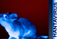 Photo of OMS: „Infecția cu hantavirus nu este un nou Covid-19”. Ce diferențe sunt între cei doi viruşi