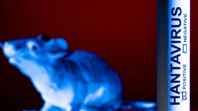 Photo of OMS: „Infecția cu hantavirus nu este un nou Covid-19”. Ce diferențe sunt între cei doi viruşi