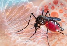 Photo of Europa ar putea deveni zonă de risc pentru virusul chikungunya din cauza schimbărilor climatice