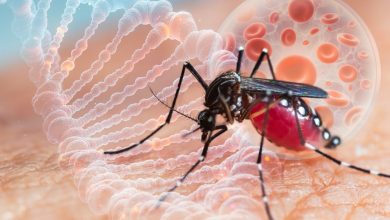 Photo of Europa ar putea deveni zonă de risc pentru virusul chikungunya din cauza schimbărilor climatice