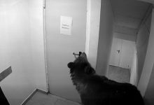 Photo of video | Momente de panică în Poiana Brașov. Urs filmat în timp ce intră într-un hotel
