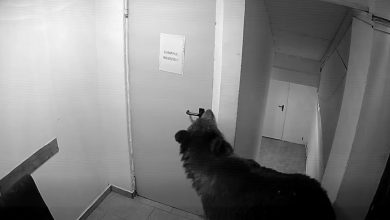 Photo of video | Apariție neașteptată în Poiana Brașov. Urs filmat în timp ce intră într-un hotel