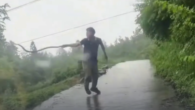 Photo of video | Invazie de șerpi veninoși într-un oraș din China: reptilele au fost filmate pe străzi și prin ape