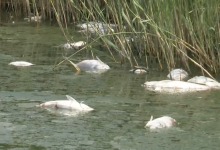 Photo of video | Sute de pești morți, descoperiți într-un iaz din Dănceni. Ministerul Mediului anunță verificări