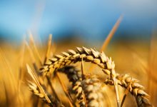 Photo of Forța Fermierilor avertizează că agricultorii riscă un „dezastru” și cere restricții la importul cerealelor