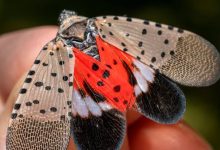 Photo of O insectă dăunătoare pentru agricultură, depistată pentru prima dată în Republica Moldova