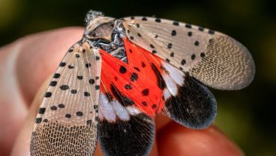 Photo of O insectă dăunătoare pentru agricultură, depistată pentru prima dată în Republica Moldova