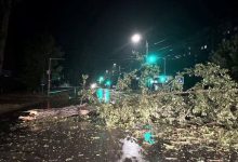 Photo of foto | Ploaia puternică a făcut ravagii la Ungheni: Arbori prăbușiți peste mașini și fire electrice căzute